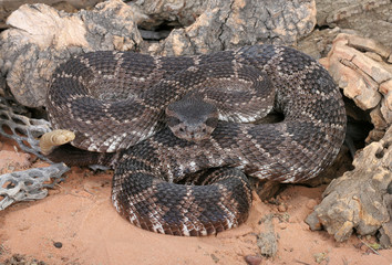 Fototapeta premium Southern Pacific Rattlesnake (Crotalus viridis helleri).
