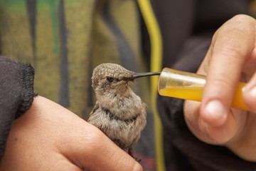 Hummingbird feeding on nectar by a boy
