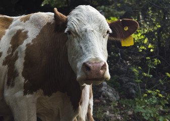 Fototapeta na wymiar portrait of a cow