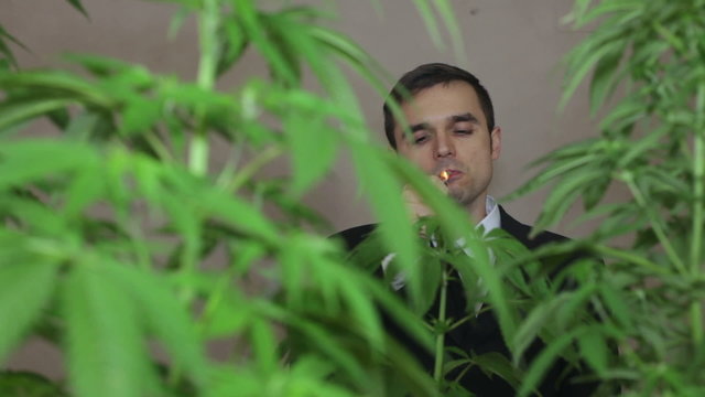 Business man smoking Marijuana joint