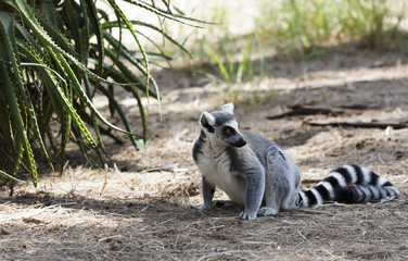 lemur