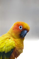 beautiful parrot