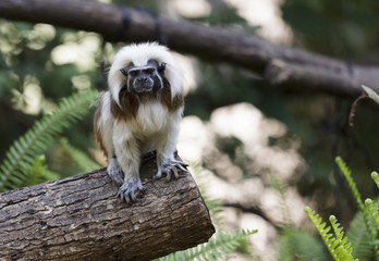 Tamarin