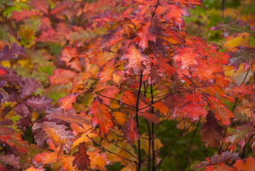 Bright Fall Foliage