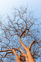 Leafless tree against sunlight on blue sky background