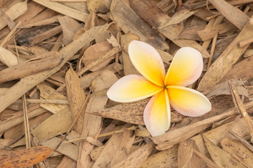 plumeria fall on the bamboo leaves