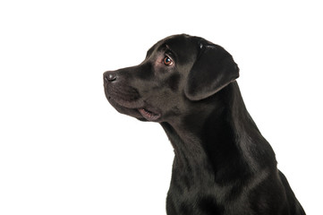 Black retriever, isolated on white