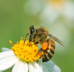 Close up bees on flower