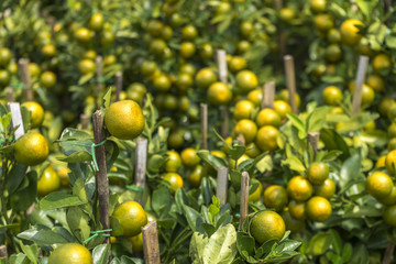 Fresh limes with natural sunlight