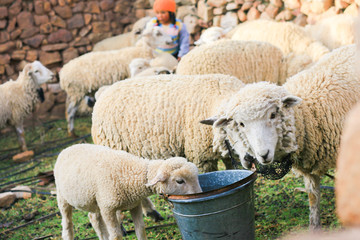 little sheep drinking