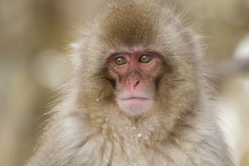Snow monkey at the jigokudani monkey park