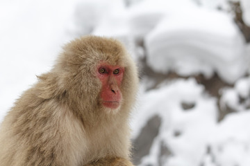 Snow monkey at the jigokudani monkey park