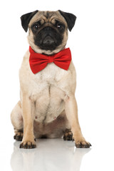Mops mit Fliege