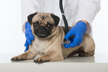 Untersuchung beim Hund
