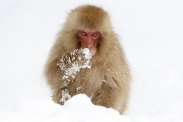 Naklejka premium Snow monkey at the jigokudani monkey park