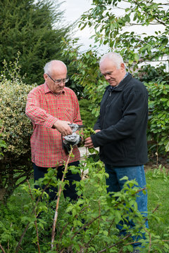 two senior gardeners
