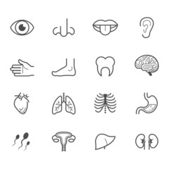 Human Anatomy Icons