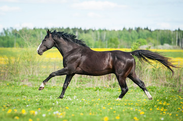 Beautiful black horse running on the pasture with flowers