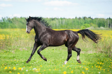 Beautiful black horse running on the pasture in summer