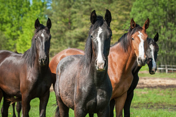 Obraz na płótnie Canvas Group of horses on the pasture