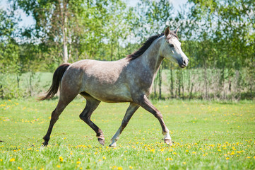 Obraz na płótnie Canvas Grey arabian horse running on the pasture in summer