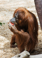 Female orangutan © vrabelpeter1