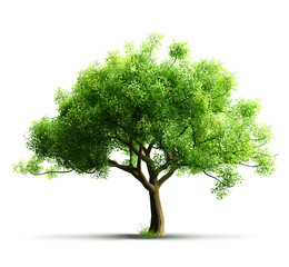 tree isolated