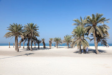 Naklejka premium Beach with palm trees in Umm Al Quwain, UAE