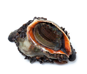 Veined rapa whelk overgrown with mussels