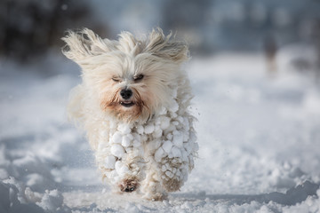 Schneeball Maschine