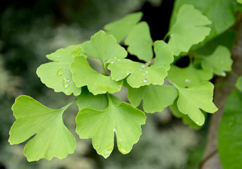 Branch of the Ginkgo two-bladed (Ginkgo biloba L.) with green le