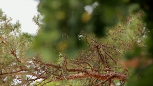 Oak branch with green acorn, dynamic change of focus