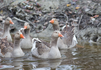 Graylag geese