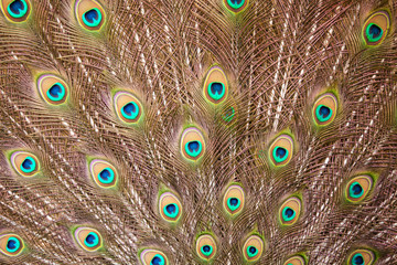 Obraz premium peacock feathers