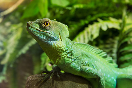 Green Iguana Reptile