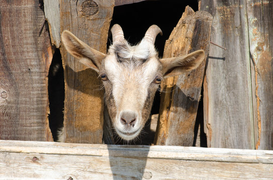 Bearded goat looking through a wooden fence boards