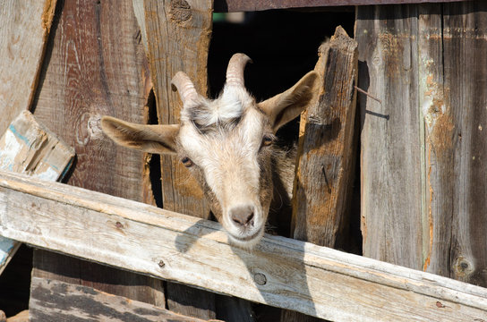 " Bearded goat looking through a wooden fence boards"