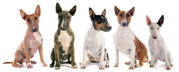 bull terriers - obrazy, fototapety, plakaty