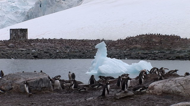 Ice Floe Pass Gentoo Penguins in Paradise Harbour