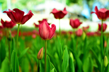 Fototapeta premium Tulips