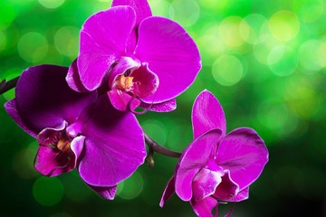 Phalaenopsis