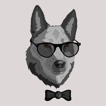 vector illustration of a wolf in glasses