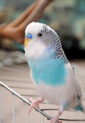 budgerigar