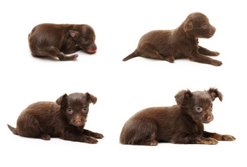 Obraz premium Terrier puppy from between one day and six weeks old