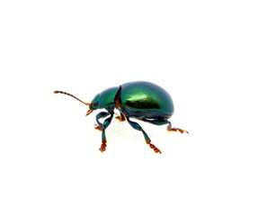 Green beetle