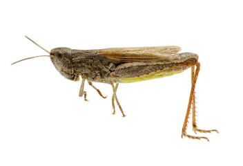 grasshopper