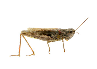grasshopper