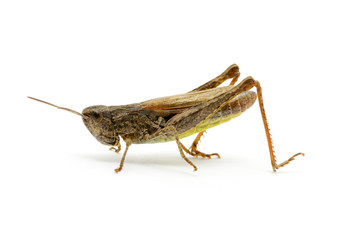 grasshopper