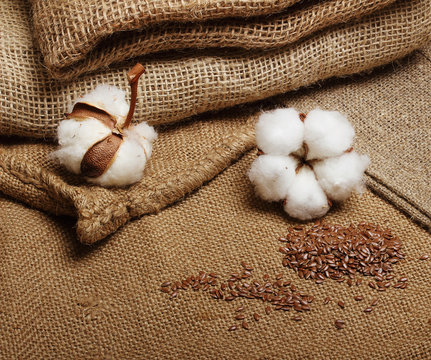 Cotton plant flower