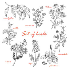 Set of isolated herbs in sketch style